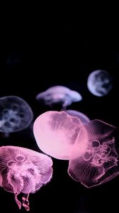 Preview wallpaper jellyfish, dark, underwater world, glow