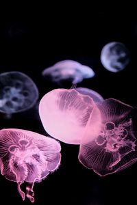 Preview wallpaper jellyfish, dark, underwater world, glow