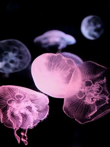 Preview wallpaper jellyfish, dark, underwater world, glow