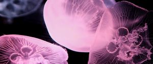 Preview wallpaper jellyfish, dark, underwater world, glow