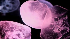 Preview wallpaper jellyfish, dark, underwater world, glow