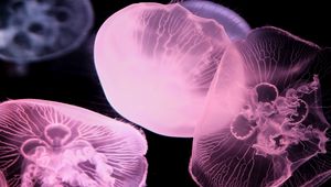 Preview wallpaper jellyfish, dark, underwater world, glow