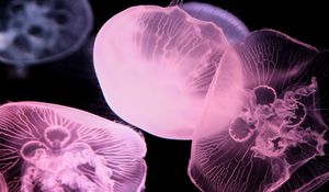 Preview wallpaper jellyfish, dark, underwater world, glow