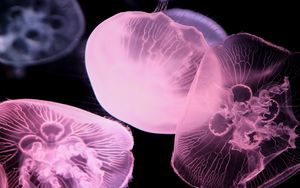 Preview wallpaper jellyfish, dark, underwater world, glow