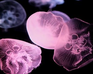 Preview wallpaper jellyfish, dark, underwater world, glow