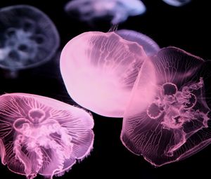 Preview wallpaper jellyfish, dark, underwater world, glow