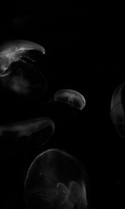 Preview wallpaper jellyfish, forms, bw