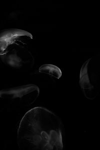 Preview wallpaper jellyfish, forms, bw