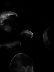 Preview wallpaper jellyfish, forms, bw
