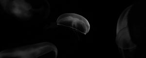 Preview wallpaper jellyfish, forms, bw