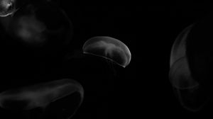 Preview wallpaper jellyfish, forms, bw
