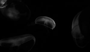 Preview wallpaper jellyfish, forms, bw