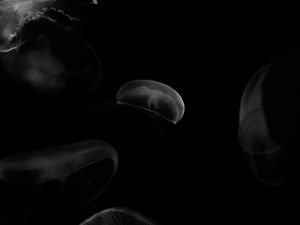 Preview wallpaper jellyfish, forms, bw