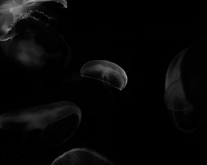 Preview wallpaper jellyfish, forms, bw