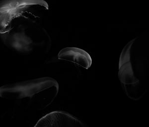 Preview wallpaper jellyfish, forms, bw