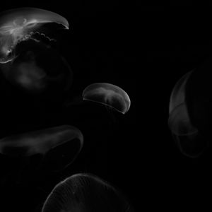 Preview wallpaper jellyfish, forms, bw