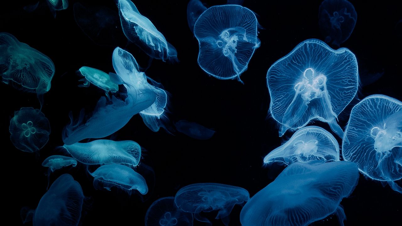 Wallpaper jellyfish, glow, aquarium, aesthetics, black