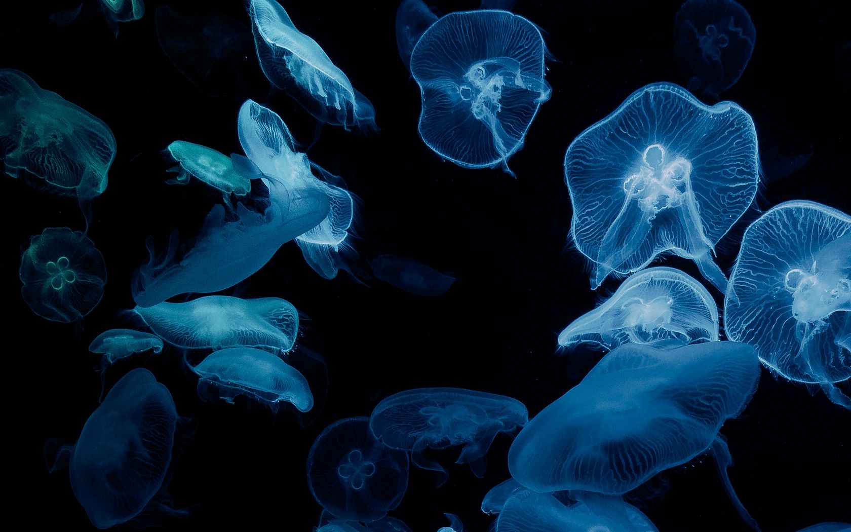 478200 animals jellyfish nature  Rare Gallery HD Wallpapers