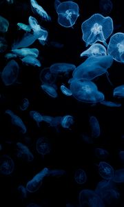 Preview wallpaper jellyfish, glow, aquarium, aesthetics, black