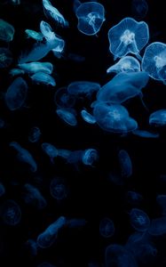 Preview wallpaper jellyfish, glow, aquarium, aesthetics, black