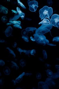 Preview wallpaper jellyfish, glow, aquarium, aesthetics, black