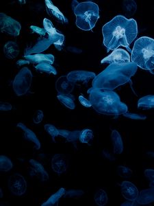 Preview wallpaper jellyfish, glow, aquarium, aesthetics, black