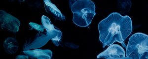 Preview wallpaper jellyfish, glow, aquarium, aesthetics, black