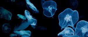 Preview wallpaper jellyfish, glow, aquarium, aesthetics, black