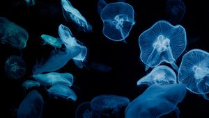 Preview wallpaper jellyfish, glow, aquarium, aesthetics, black