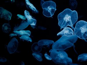 Preview wallpaper jellyfish, glow, aquarium, aesthetics, black