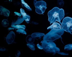 Preview wallpaper jellyfish, glow, aquarium, aesthetics, black