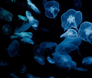 Preview wallpaper jellyfish, glow, aquarium, aesthetics, black