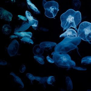 Preview wallpaper jellyfish, glow, aquarium, aesthetics, black