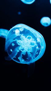 Preview wallpaper jellyfish, glow, blue, underwater