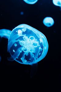 Preview wallpaper jellyfish, glow, blue, underwater