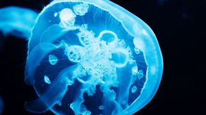 Preview wallpaper jellyfish, glow, blue, underwater