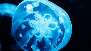 Preview wallpaper jellyfish, glow, blue, underwater