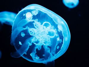 Preview wallpaper jellyfish, glow, blue, underwater