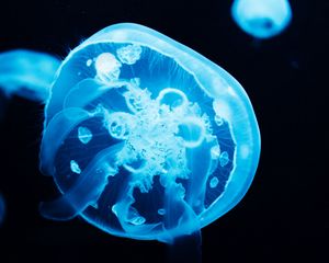 Preview wallpaper jellyfish, glow, blue, underwater