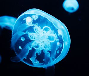 Preview wallpaper jellyfish, glow, blue, underwater