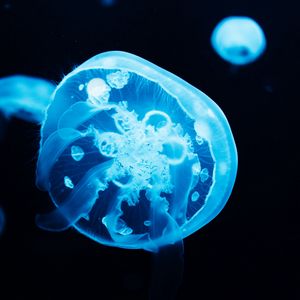 Preview wallpaper jellyfish, glow, blue, underwater