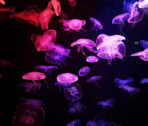 Preview wallpaper jellyfish, glow, dark, tentacle