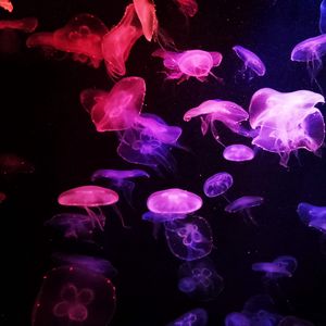 Preview wallpaper jellyfish, glow, dark, tentacle