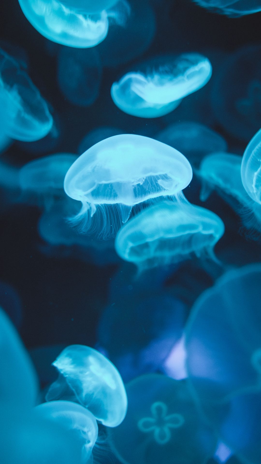 1080x1920 Wallpaper jellyfish, glow, luminescence, blue, underwater world