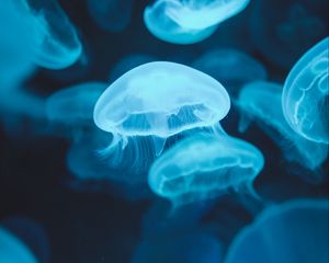 Preview wallpaper jellyfish, glow, luminescence, blue, underwater world