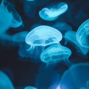 Preview wallpaper jellyfish, glow, luminescence, blue, underwater world