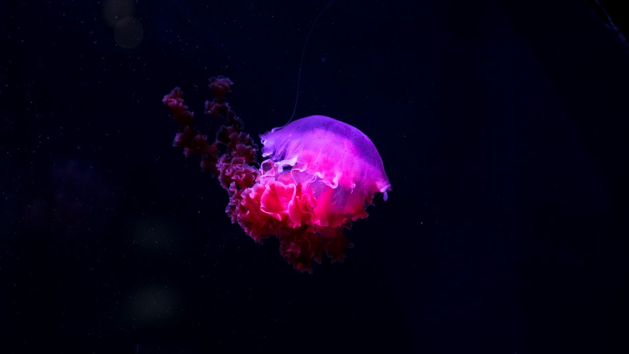 Wallpaper jellyfish, glow, phosphorus, underwater world