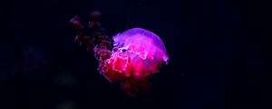 Preview wallpaper jellyfish, glow, phosphorus, underwater world