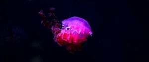 Preview wallpaper jellyfish, glow, phosphorus, underwater world