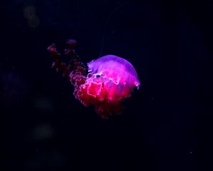 Preview wallpaper jellyfish, glow, phosphorus, underwater world